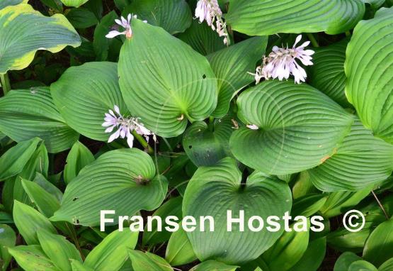 Hosta Green Angel